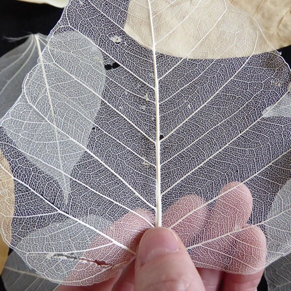 NEW NATURAL DRIED BODHI SKELETON FALL LEAF BOX DECOR SCRAPBOOK CRAFT ODDITY - Picture 7 of 7